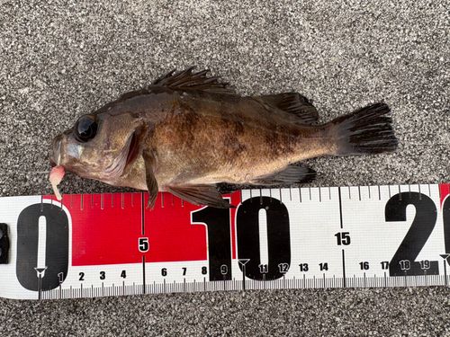 メバルの釣果