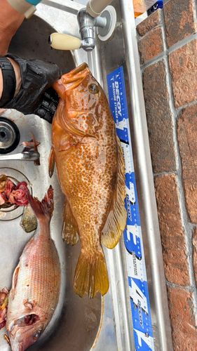 アコウの釣果