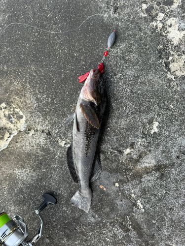 アイナメの釣果