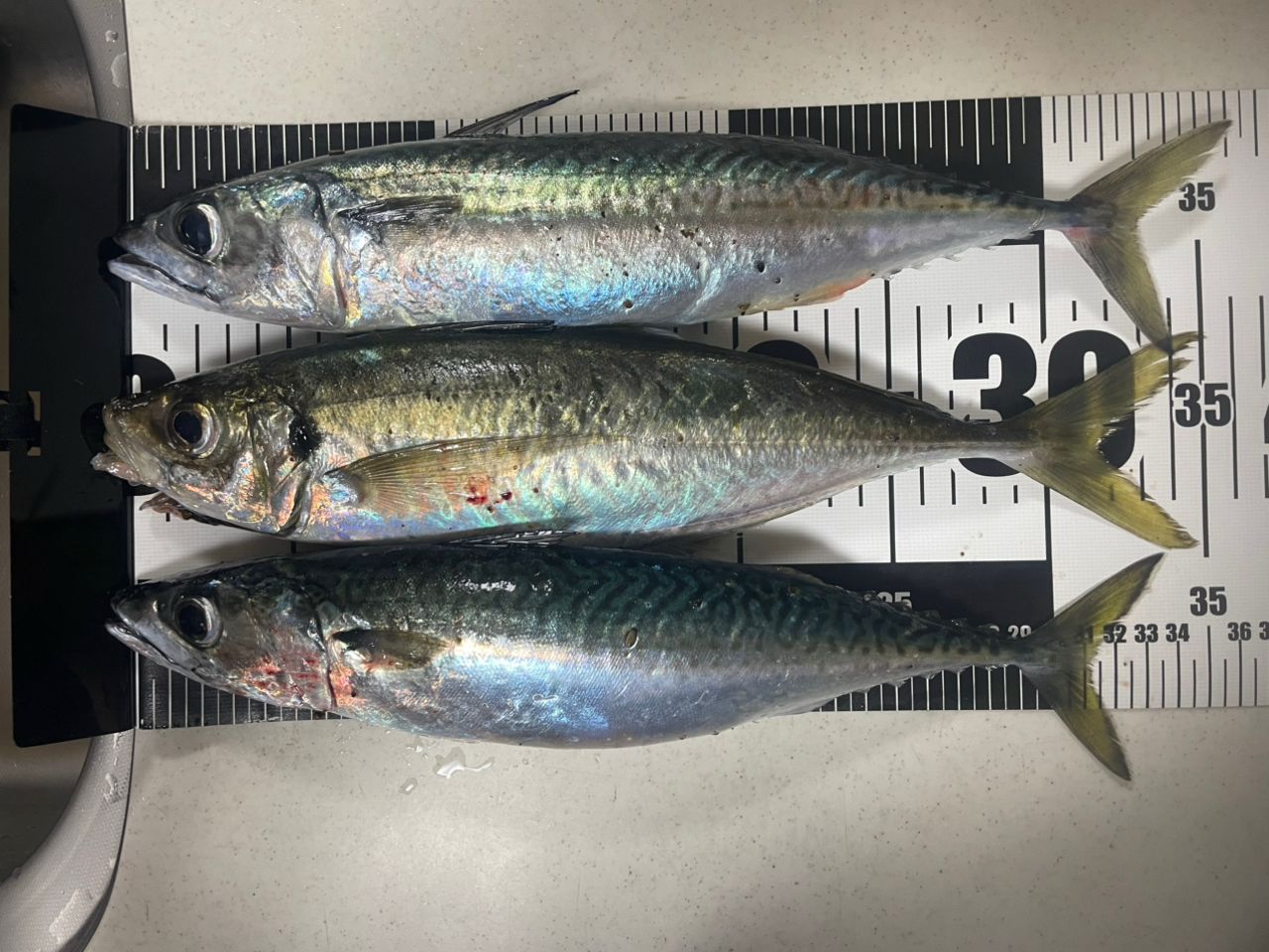 DAIWA 18エア エボリューション 2.5-53の最安値・インプレ・釣果