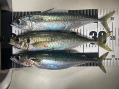 マアジの釣果