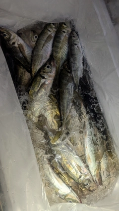 マアジの釣果
