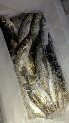 マアジの釣果