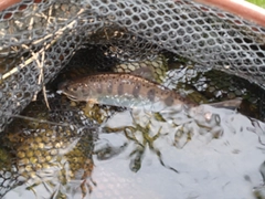 ヤマメの釣果