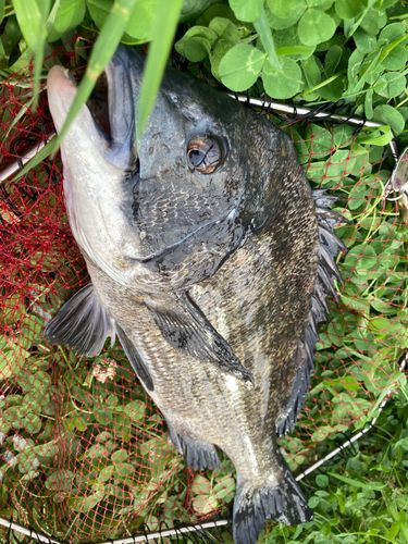チヌの釣果