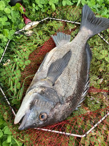 チヌの釣果