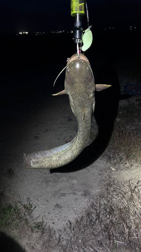 マナマズの釣果