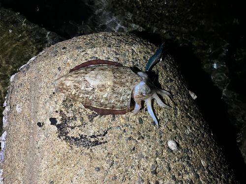 コウイカの釣果
