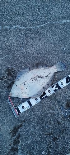 クロガシラガレイの釣果