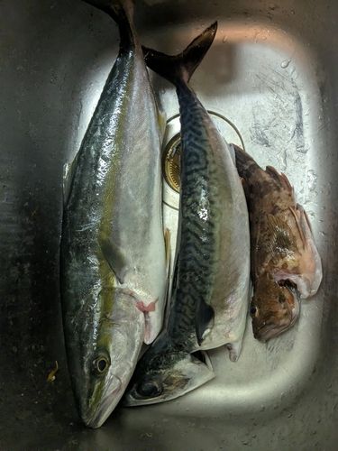 イナダの釣果