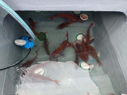 タイの釣果