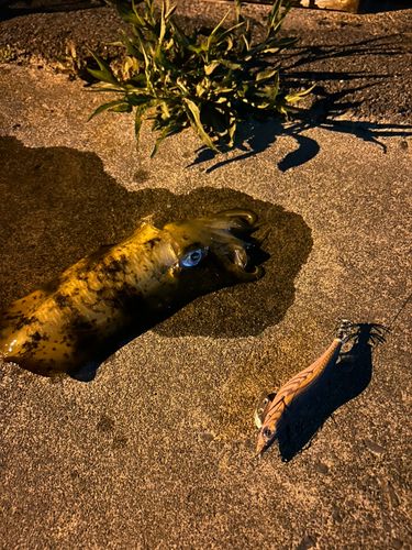アオリイカの釣果