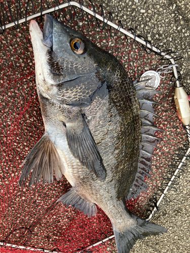 チヌの釣果