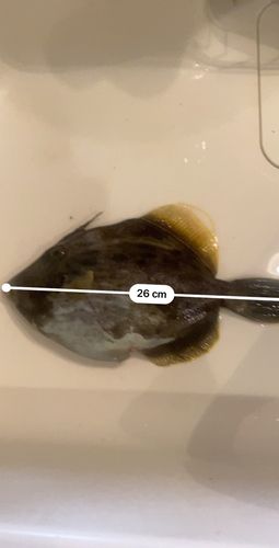 カワハギの釣果
