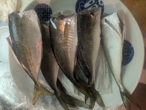 アジの釣果