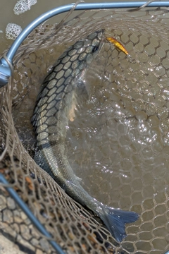フッコ（マルスズキ）の釣果