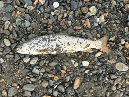 アメマスの釣果