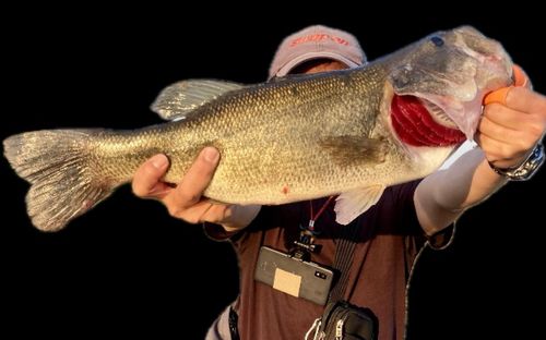 ラージマウスバスの釣果