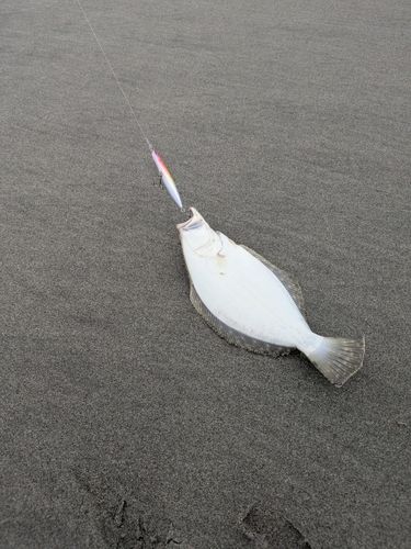 ソゲの釣果