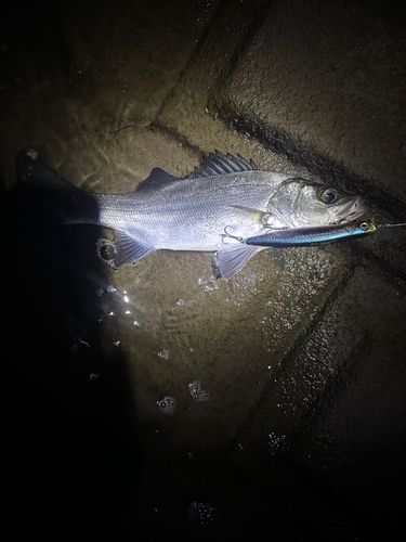 セイゴ（ヒラスズキ）の釣果