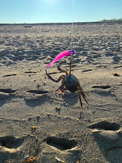カニの釣果