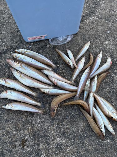 キスの釣果