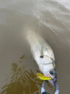 セイゴ（マルスズキ）の釣果