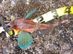 ホウボウの釣果
