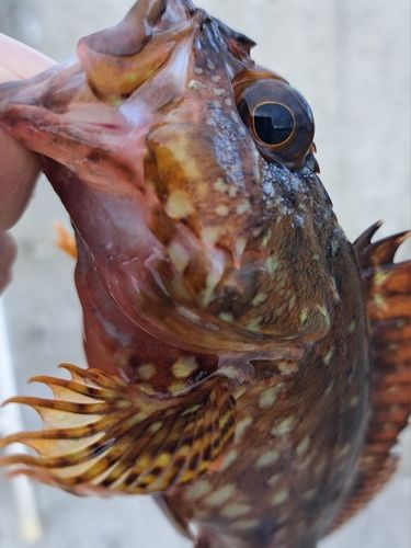 カサゴの釣果
