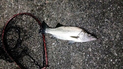 セイゴ（ヒラスズキ）の釣果