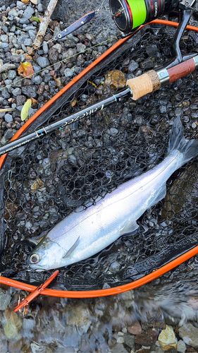 チップの釣果
