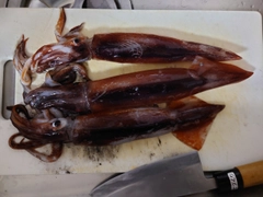 スルメイカの釣果