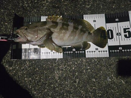 クエの釣果