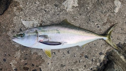 メジロの釣果