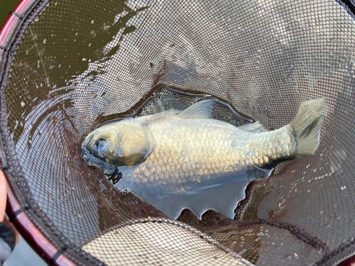 ヘラブナの釣果