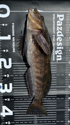 アイナメの釣果