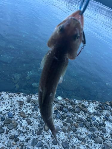 エソの釣果