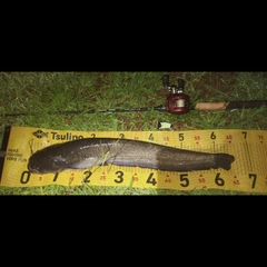 ナマズの釣果