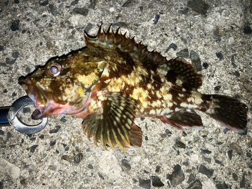 カサゴの釣果