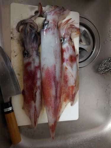 ケンサキイカの釣果