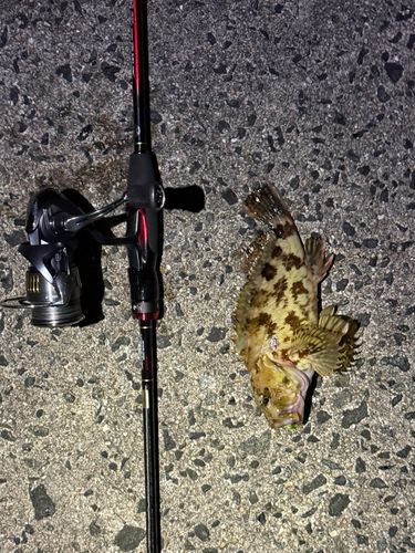 カサゴの釣果