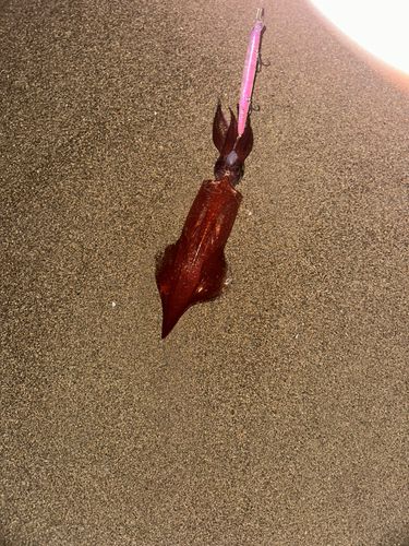 イカの釣果