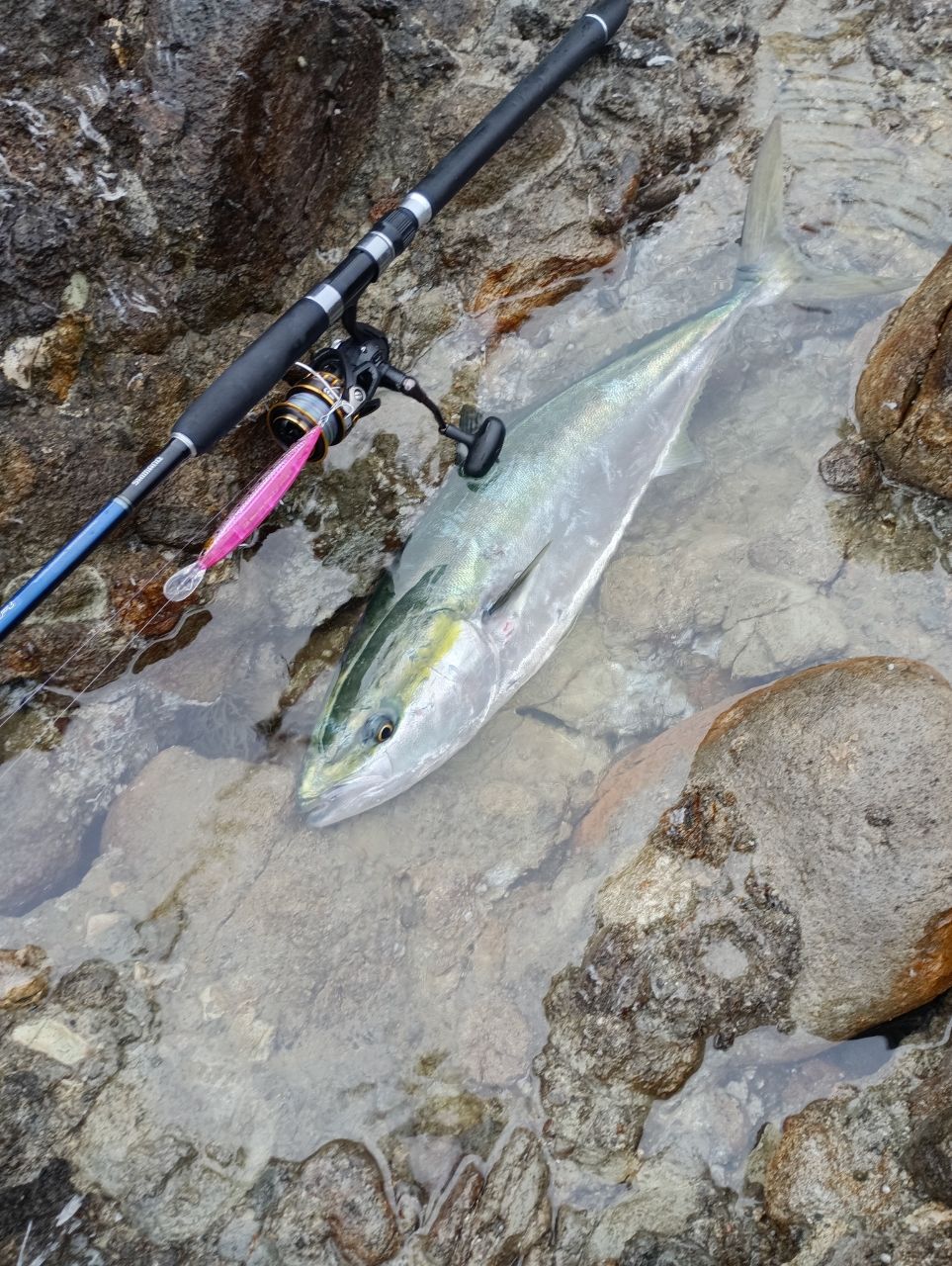 DAIWA 13ジグキャスター MX 106MHの最安値・インプレ・釣果 | 本音の