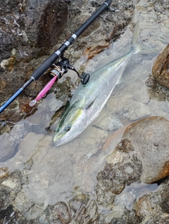 ブリの釣果