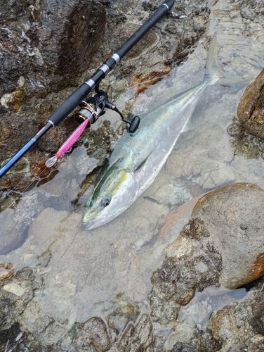 ブリの釣果