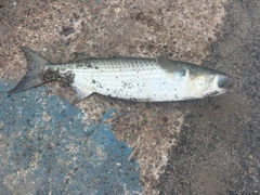 ボラの釣果