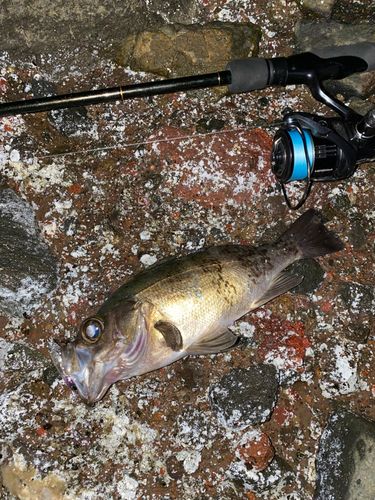 クロメバルの釣果