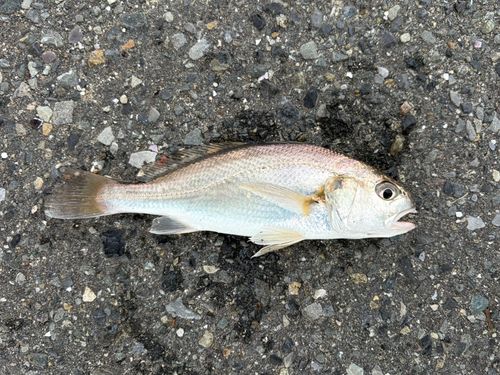 シログチの釣果