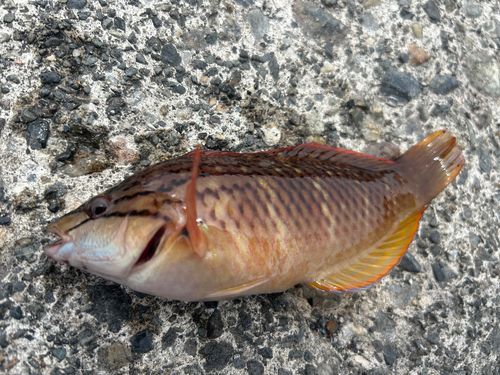 アカササノハベラの釣果