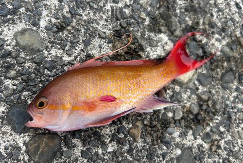 キンギョハナダイの釣果